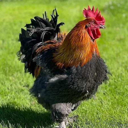 Tatil Evi Charming House In An Old Barn By The Lighthouse