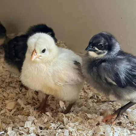 Charming House In An Old Barn By The Lighthouse