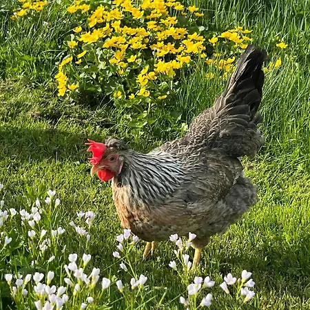 Charming House In An Old Barn By The Lighthouse Feriehus *
