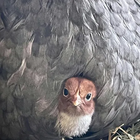 Charming House In An Old Barn By The Lighthouse Feriehus Godoy